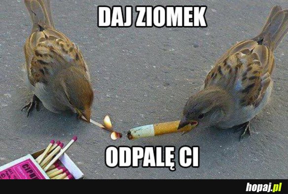 DAJ POMOGĘ