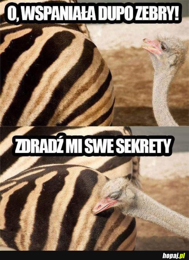 ZDRADŹ MI SWE SEKRETY