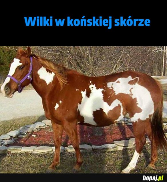 WILK W KOŃSKIEJ SKÓRZE