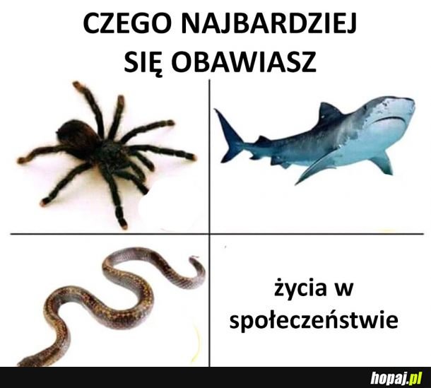 Czego się obawiasz