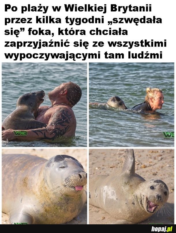 Foka