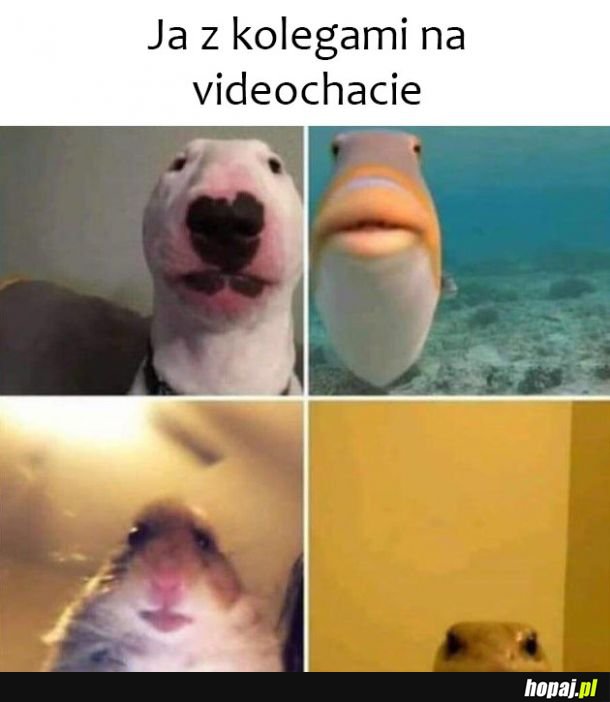 Videochat