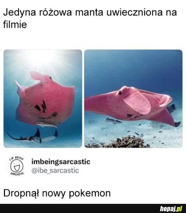 Różowa manta