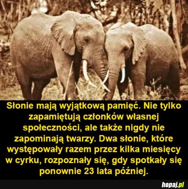 Mądre istotki