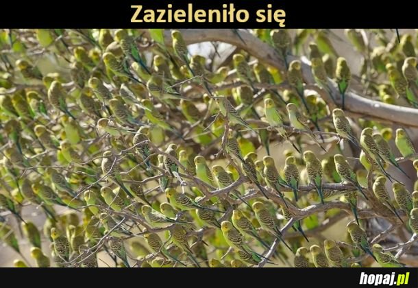 Ptaszki urosły na gałązkach