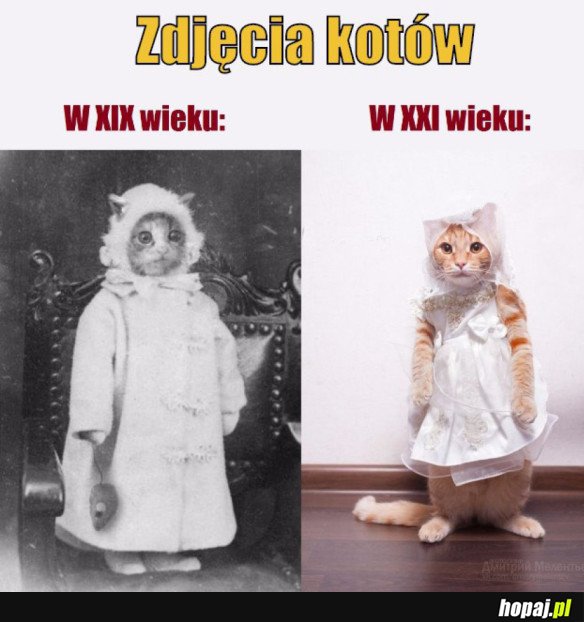 ZDJĘCIE KOTÓW