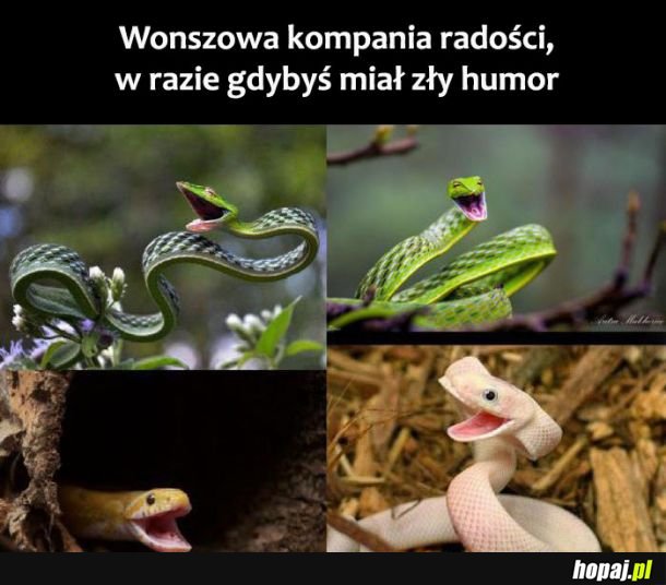  Radość 