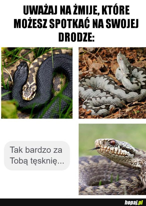 UWAŻAJ NA ŻMIJE