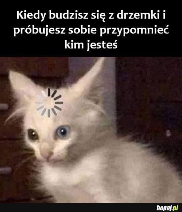 Drzemka