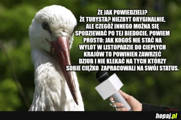Wywiad z bocianem który za dużo zarabia