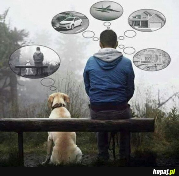 Pies vs człowiek