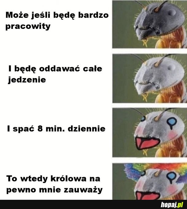 Mrówki w mrowisku