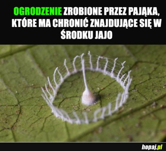 OGRODZENIE