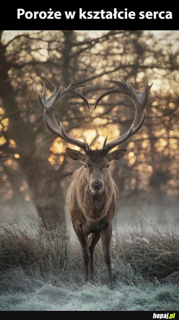 Natura jest piękna