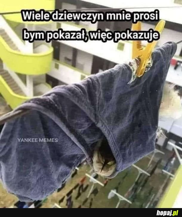 TAK WYGLĄDA PTASZEK W MAJTKACH