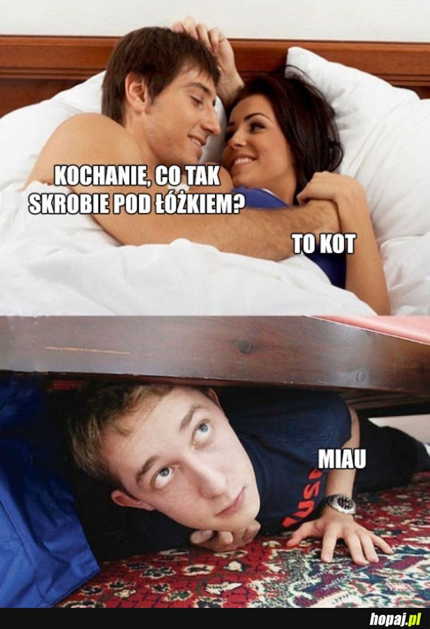 Kotek