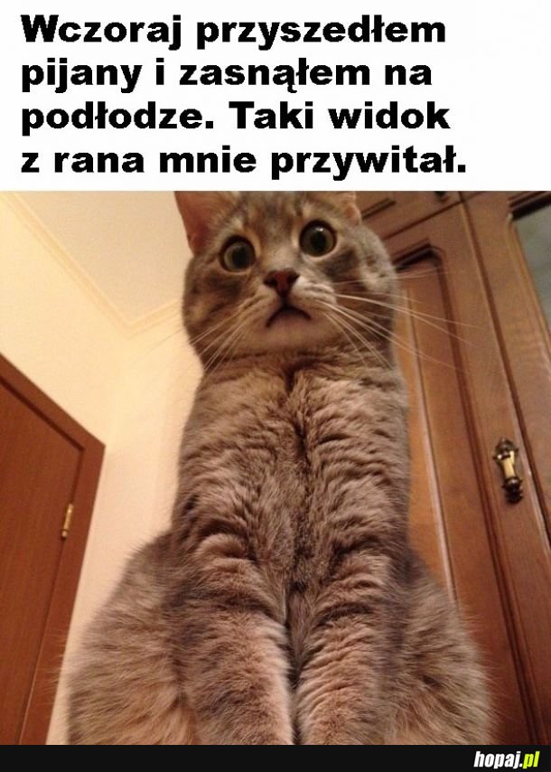 Zdziwiony kitku