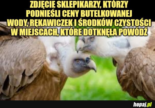 Sorki, za to porównanie. Sępy to akurat bardzo pożyteczne zwierzęta. 