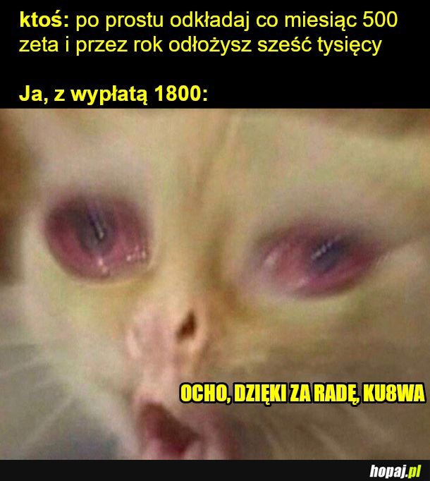 Wynajem klitki za 1100 plus opłaty i żywność