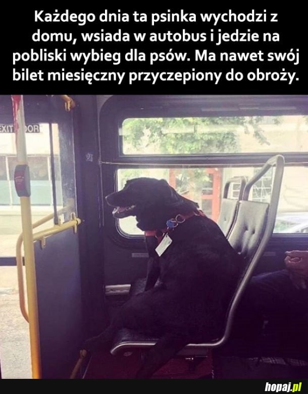 Pieseł wycieczkowicz