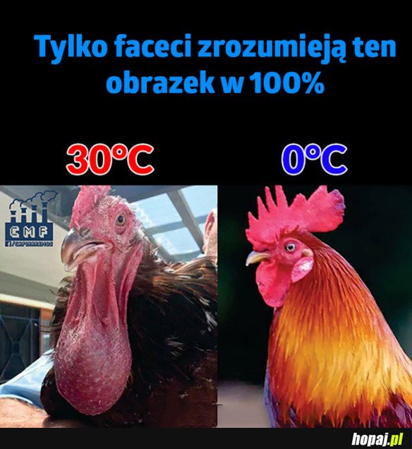 FACECI ZROZUMIEJĄ