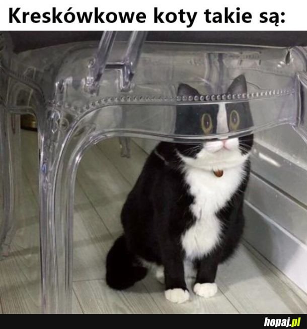 Kreskówkowe koty