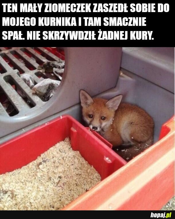 Lisełek