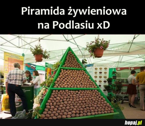 Piramida żywieniowa