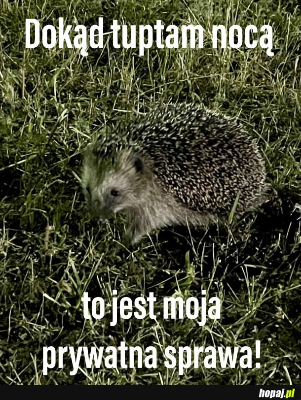 Dokąd nocą tupta jeż?