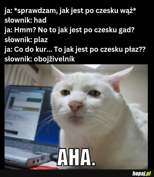 Lingwista