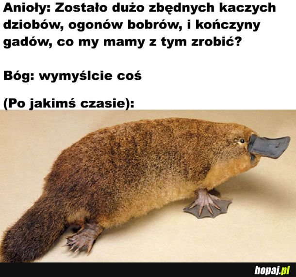  Ładnie wymyślili