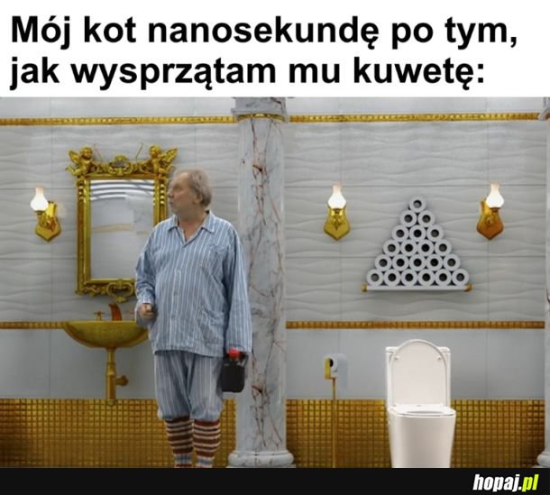 Mój kot