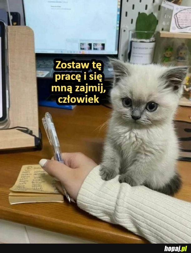 Praca i kotek