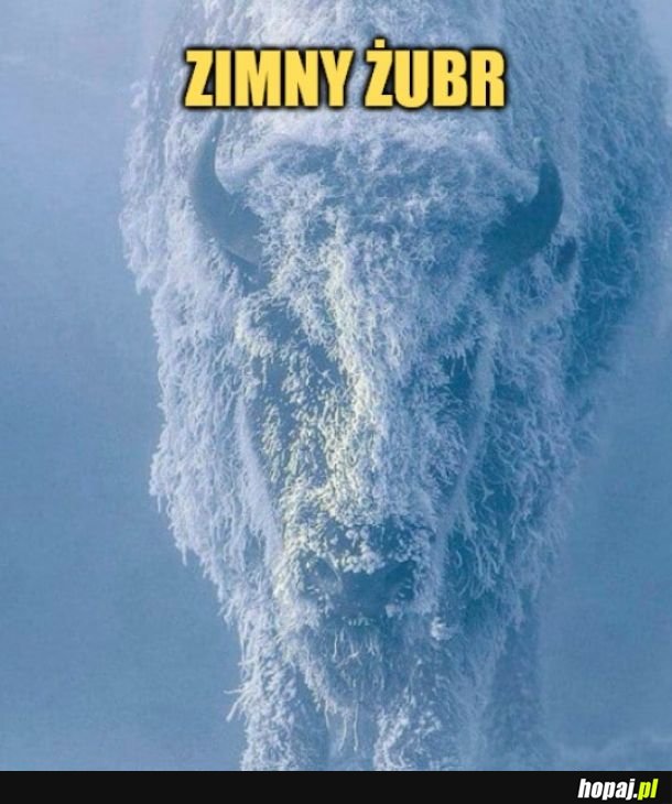W sumie to bizon, ale działa 