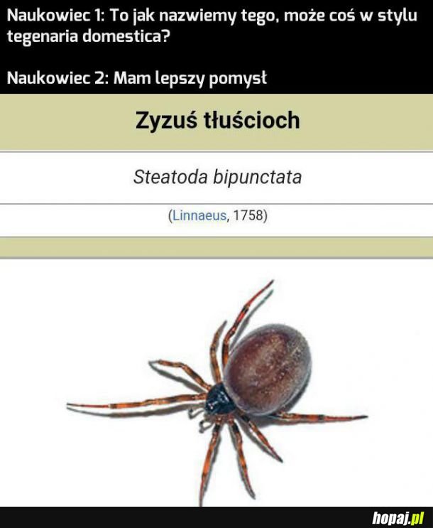 Tłuścioszek