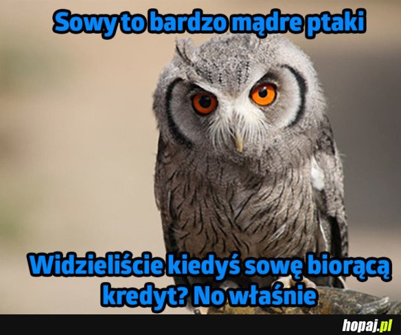 SOWA MĄDRY PTAK