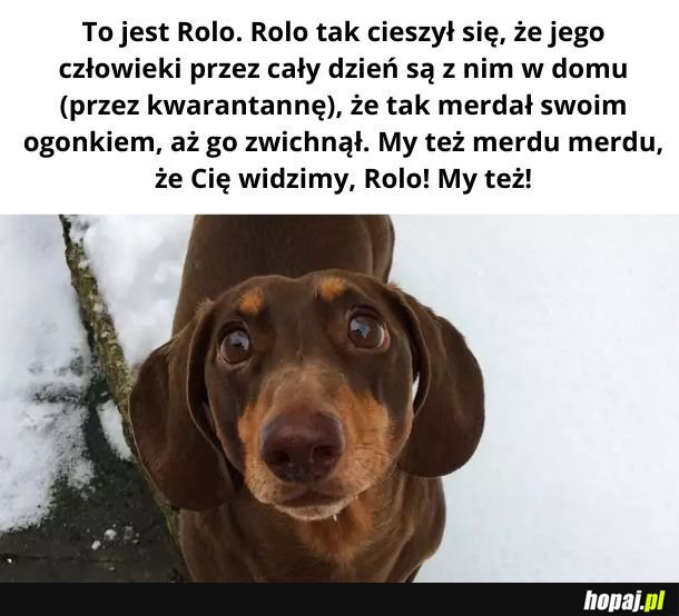 Rolo