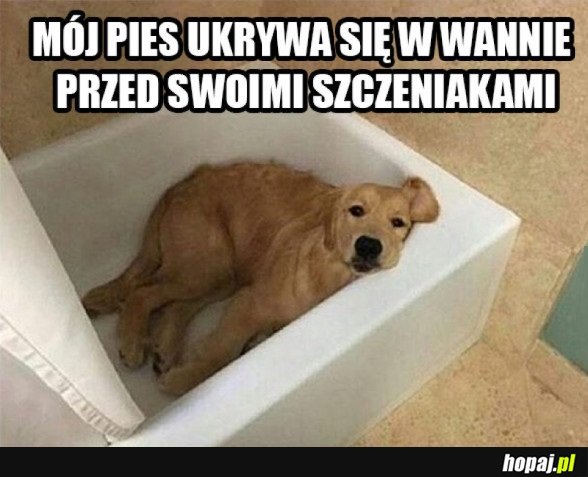 PIESEK SIĘ ZMĘCZYŁ