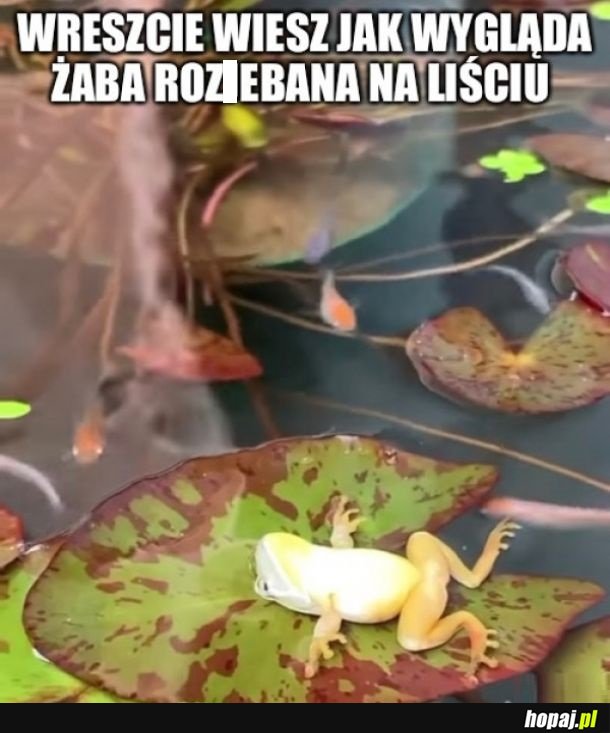 Chillująca żaba