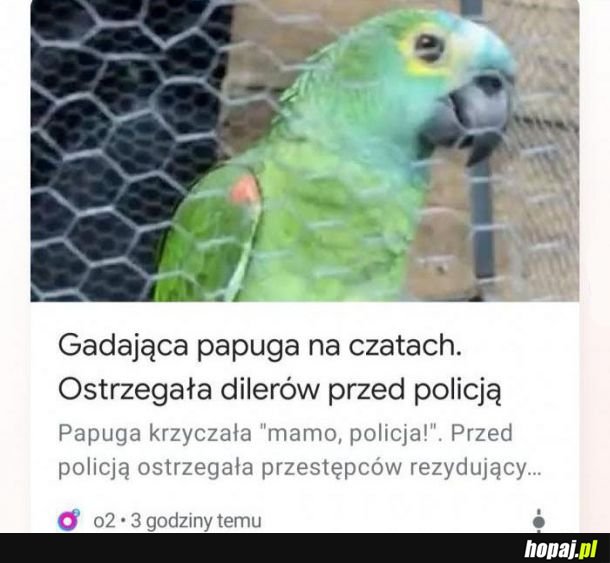 Gadająca papuga 