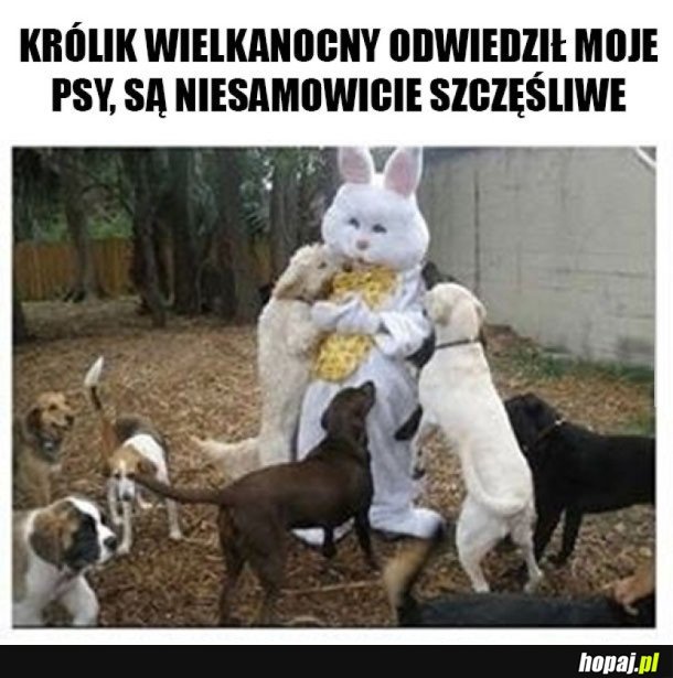 KRÓLICZEK ODWIEDZIŁ MOJE PSY