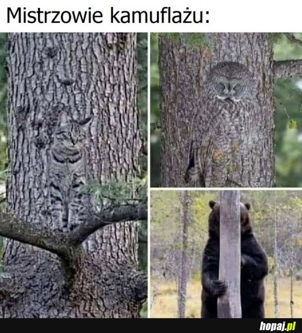 Mistrzowie