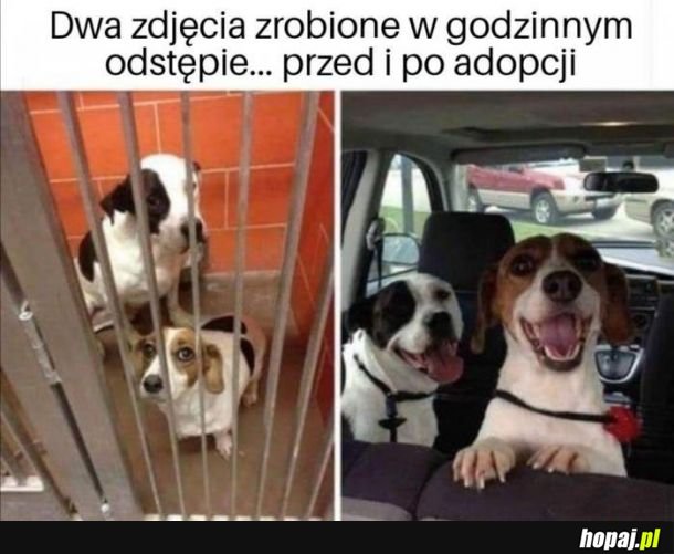  Adopcja jest super