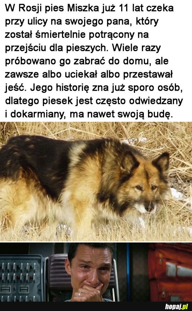 Rosyjski Hachiko