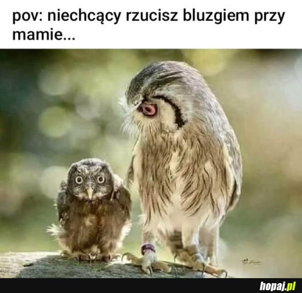 Cholibka