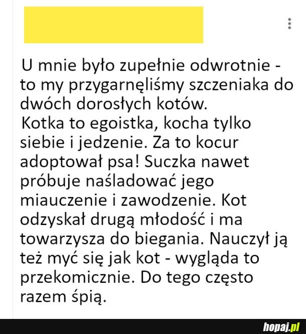 Adopcja pieska