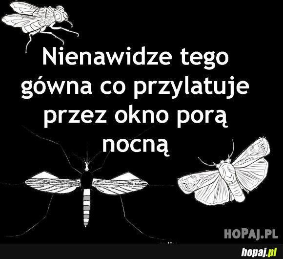 Nienawidzę tego gówna co przylatuje przez okno porą nocną