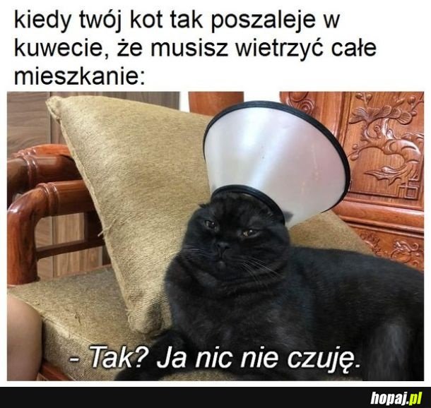 Miau
