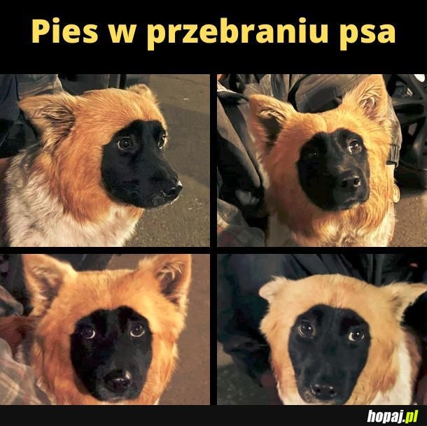 Pies w przebraniu psa. 