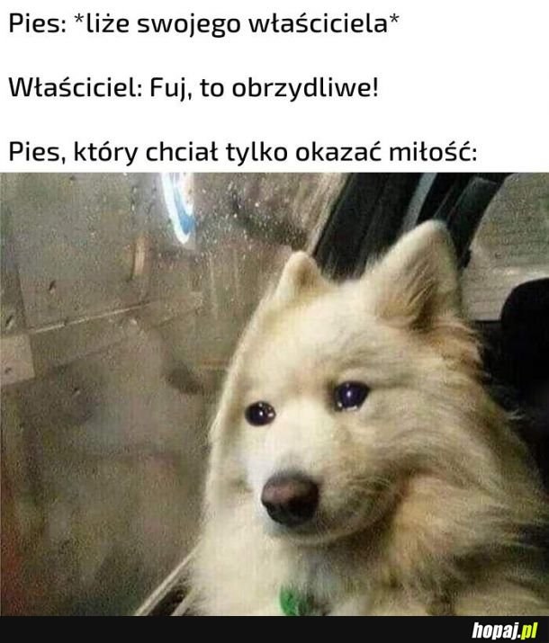 Psia miłość